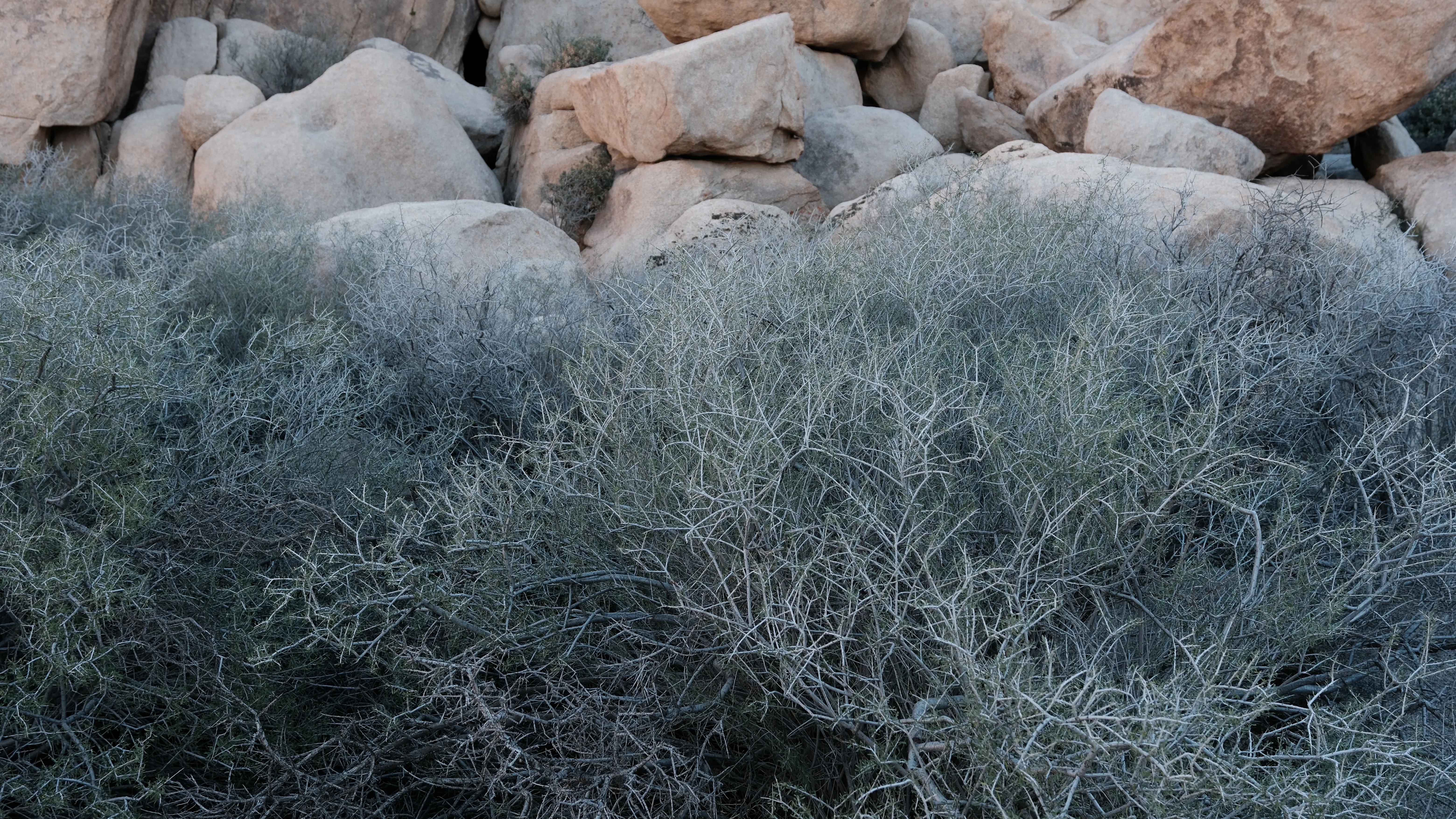 Joshua Tree